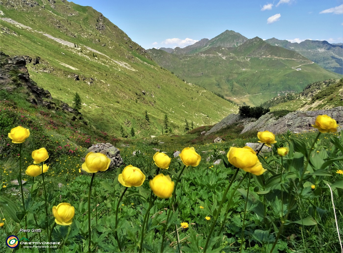 67 Trollius europaeus (Botton d'oro).JPG